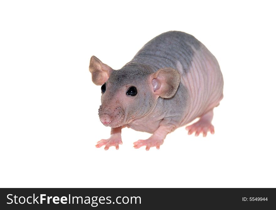 Furless rat, pink with black spots, isolated