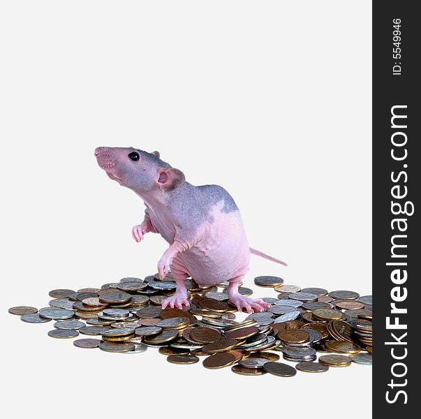 Naked furless rat, pink with black spots, standing on pile of money. Naked furless rat, pink with black spots, standing on pile of money