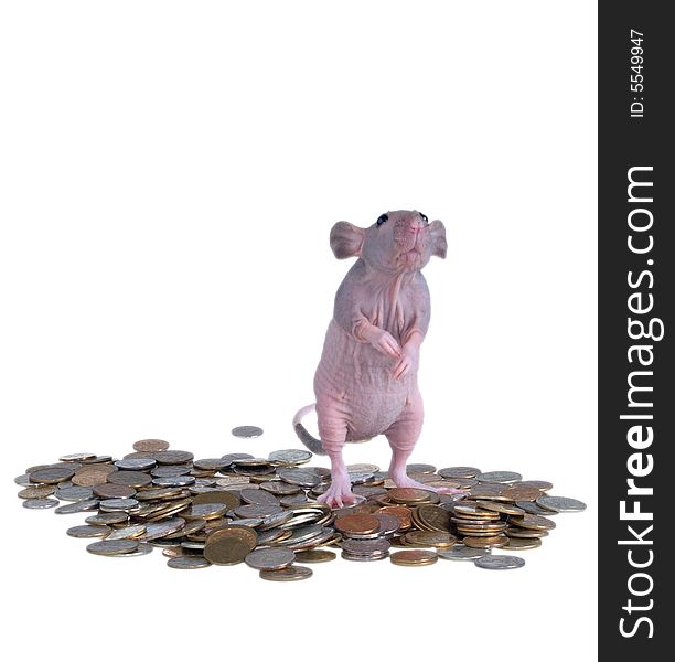 Naked furless rat, pink with black spots, standing on pile of money. Naked furless rat, pink with black spots, standing on pile of money
