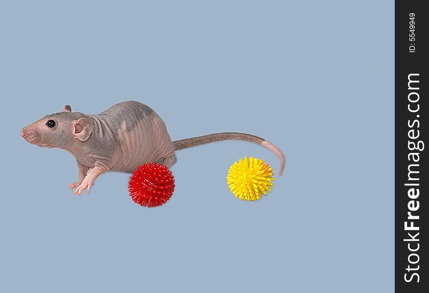 Furless rat playing toys