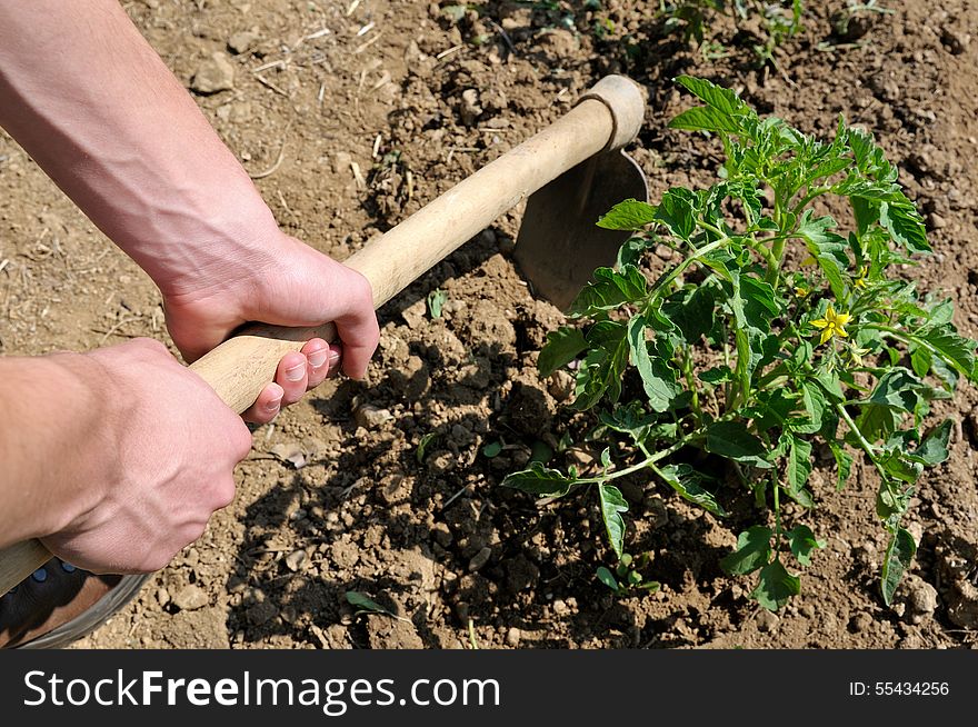 Manual processing of the ground with hoe in a tomatoes cultivation. Manual processing of the ground with hoe in a tomatoes cultivation