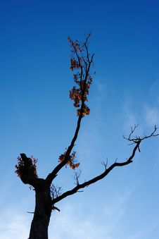Dying Tree Stock Photo Dying Tree Stock Photo