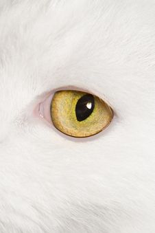 Cat S Eye Stock Photography Cat S Eye Stock Photography