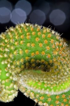 Cactus Stock Images Cactus Stock Images