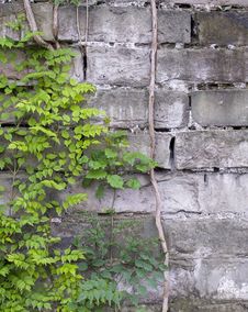 Vines On The Wall Stock Photo Vines On The Wall Stock Photo