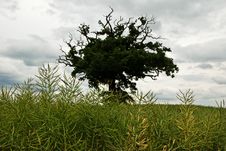 Lone Tree Royalty Free Stock Photos Lone Tree Royalty Free Stock Photos