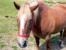Horse Close-up Stock Photo Horse Close-up Stock Photo