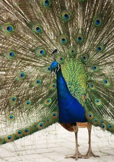 Proud Peacock. Stock Photography
