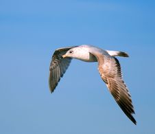 Flying Gull On A Background Blue Sky Stock Image