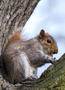 Squirrel In The Fork Of Tree Stock Photography