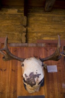 Stuffed Moose Heading Stock Images