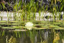 Water Lily Royalty Free Stock Photos Water Lily Royalty Free Stock Photos