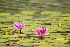 Water Lily Stock Photos