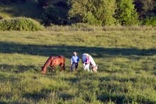 Horses Eating - Horizontal Stock Images Horses Eating - Horizontal Stock Images