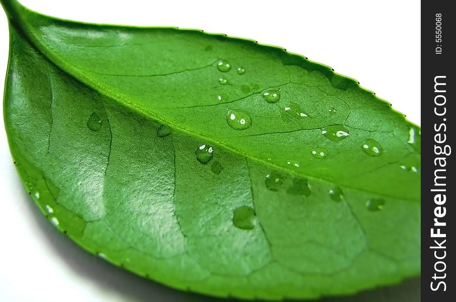 Green Leaf 5