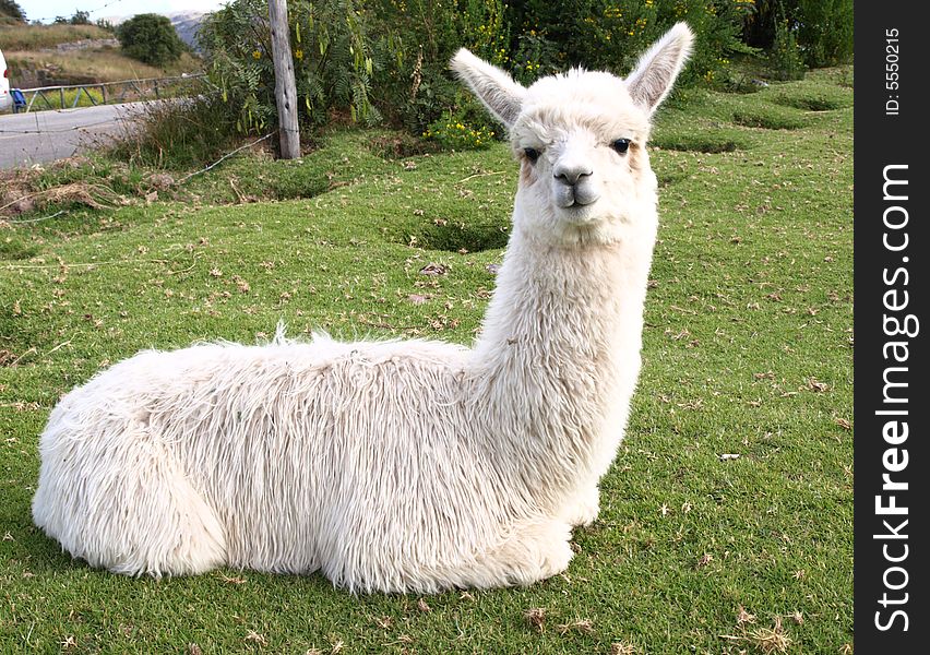 A Llama sitting down on the ground.