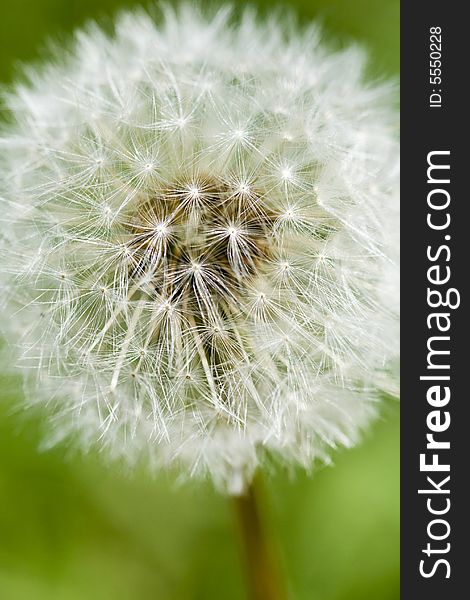 Dandelion on the meadow