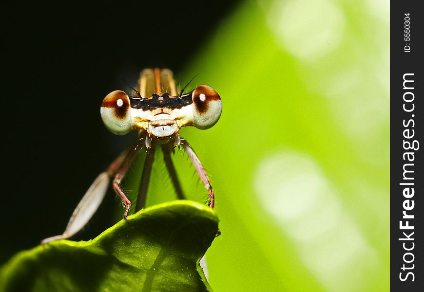 It's a beautiful damselfly, and you can see its big compound eyes~