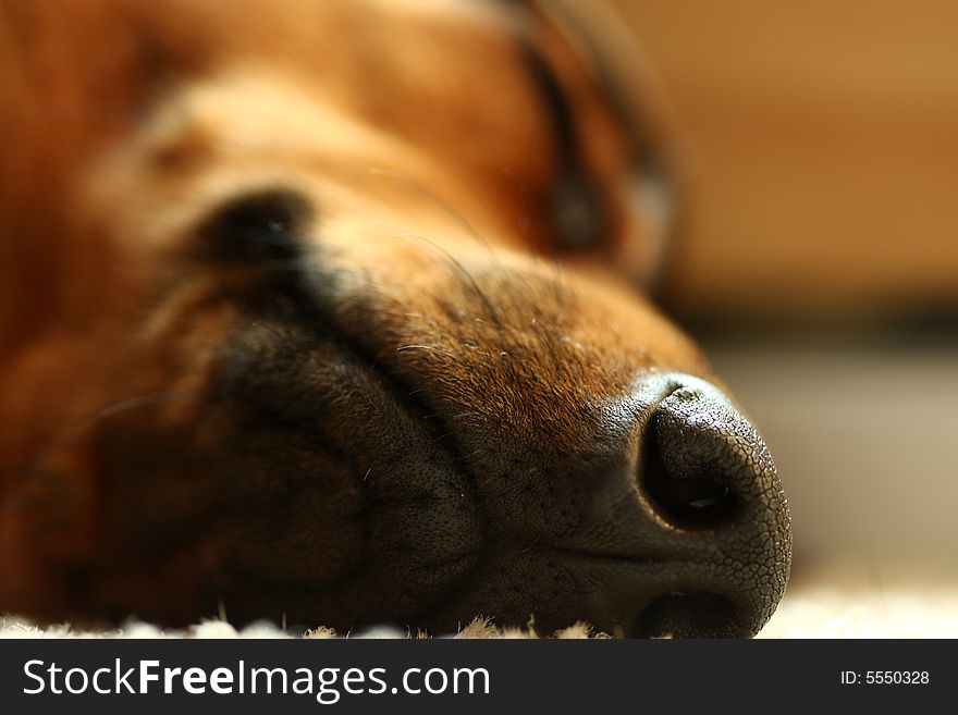 Close up of the nose of sleeping dog. Close up of the nose of sleeping dog