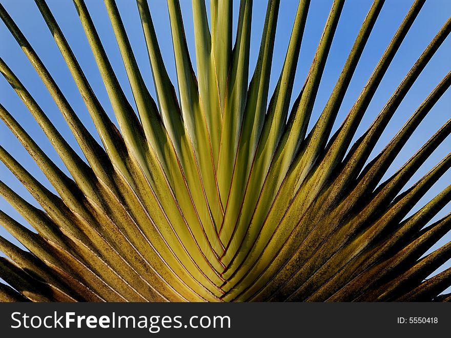 Close-up picture of Traveller's Palm Tree showing the pattern of its multiple long petioles. Close-up picture of Traveller's Palm Tree showing the pattern of its multiple long petioles