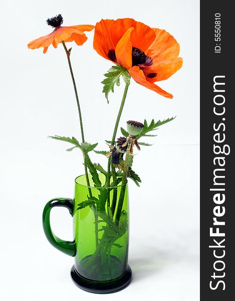 Poppy in green glass isolated on white background
