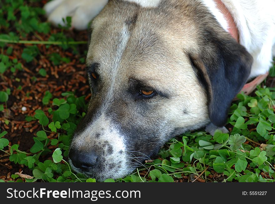 A closeup portrait of a turkish herding dog laying on the ground with sad eyes