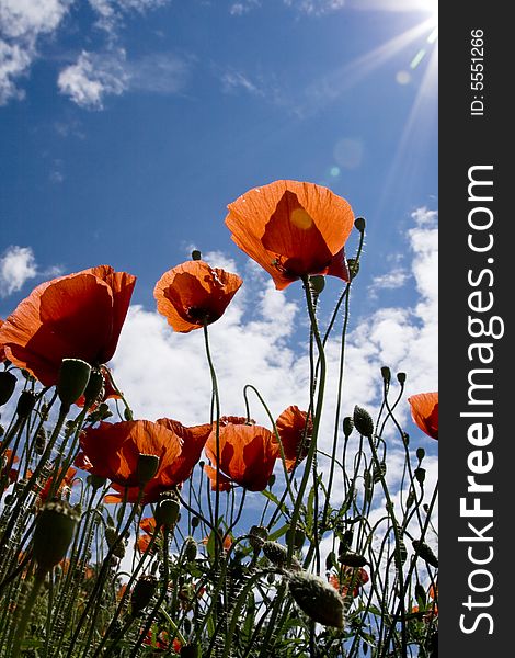 Poppy field against blue sky. Poppy field against blue sky