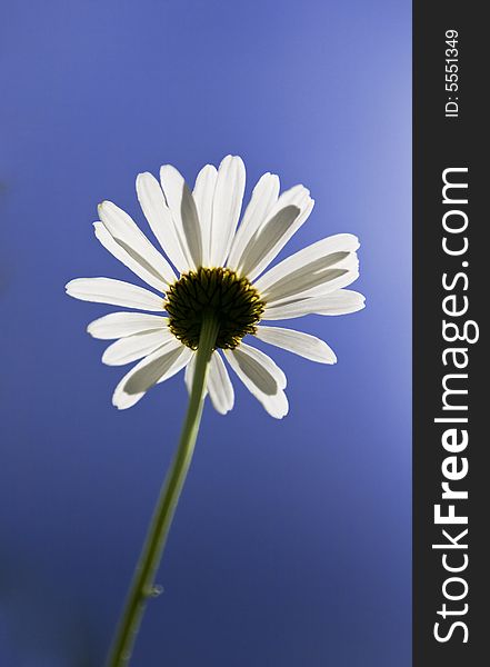 Beautiful little chamomile against blue sky