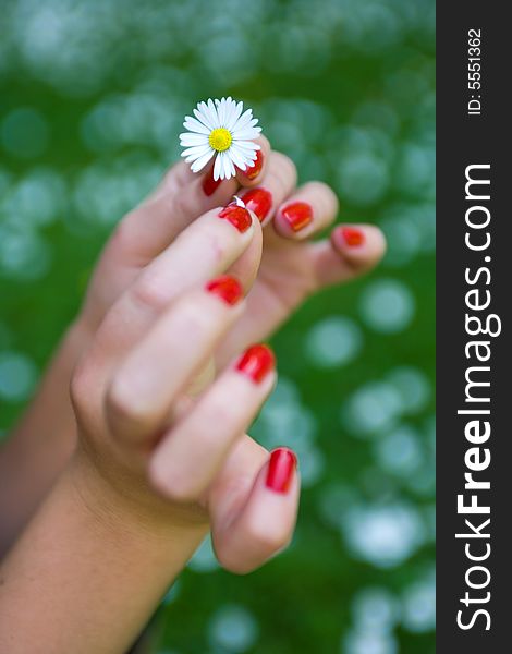 Female hands and white daisy