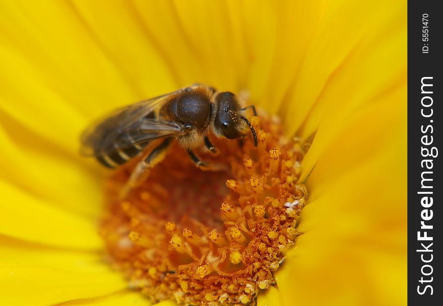 Bee collecting honey on a yellow flower
