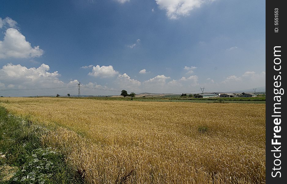 A wheat field with blue sky