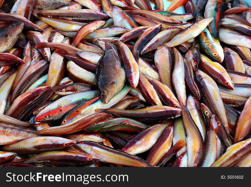 Heaps of freshly caught fishes. Heaps of freshly caught fishes