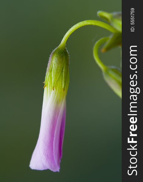 A macro photo of a flower, with very shallow depth of field. Natural colors.