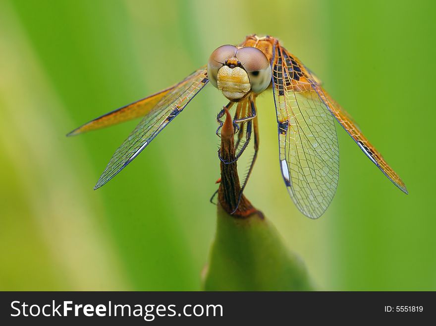Featured positive of the dragonfly.