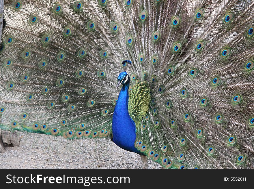 A male Peacock showing himself. A male Peacock showing himself