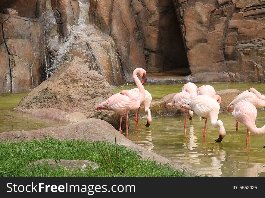 Rows of flamingos standing in water