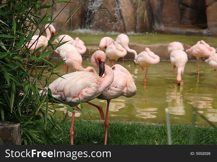 Rows of flamingos standing in water. Rows of flamingos standing in water