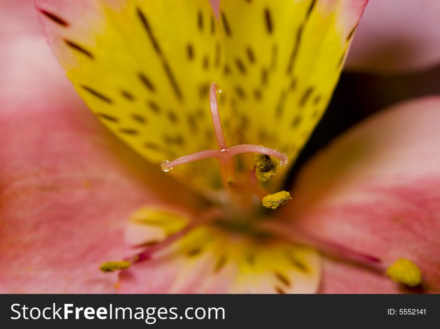 A macro photo of a flower, with very shallow depth of field. Natural colors.