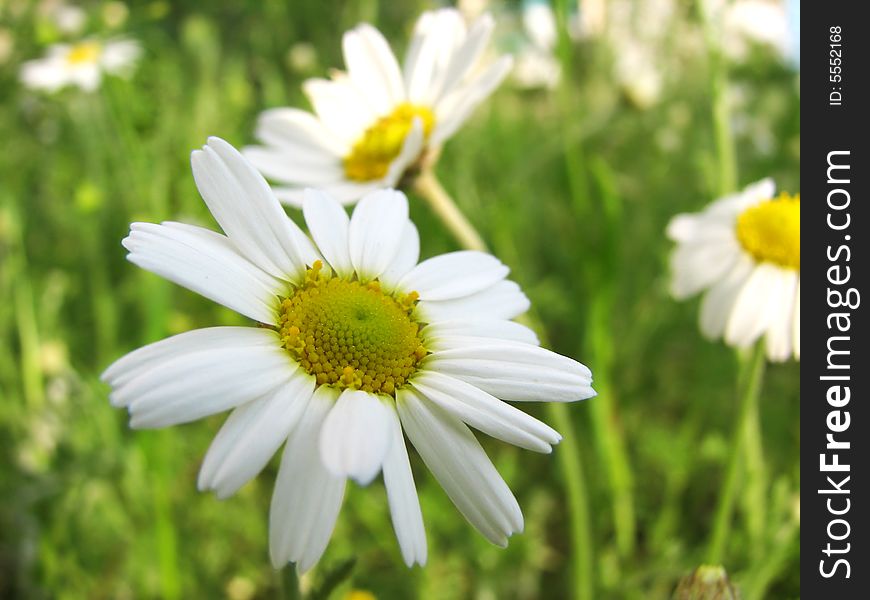 Chamomile Wildflower On The Green Meadow