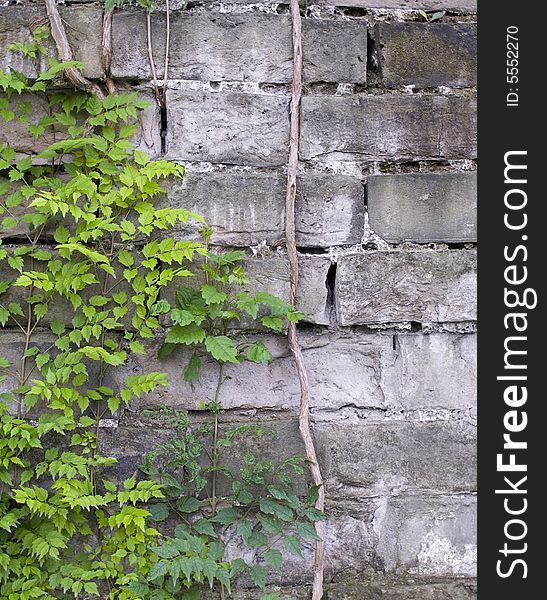 Vines with green leaves on the brick wall. Vines with green leaves on the brick wall.