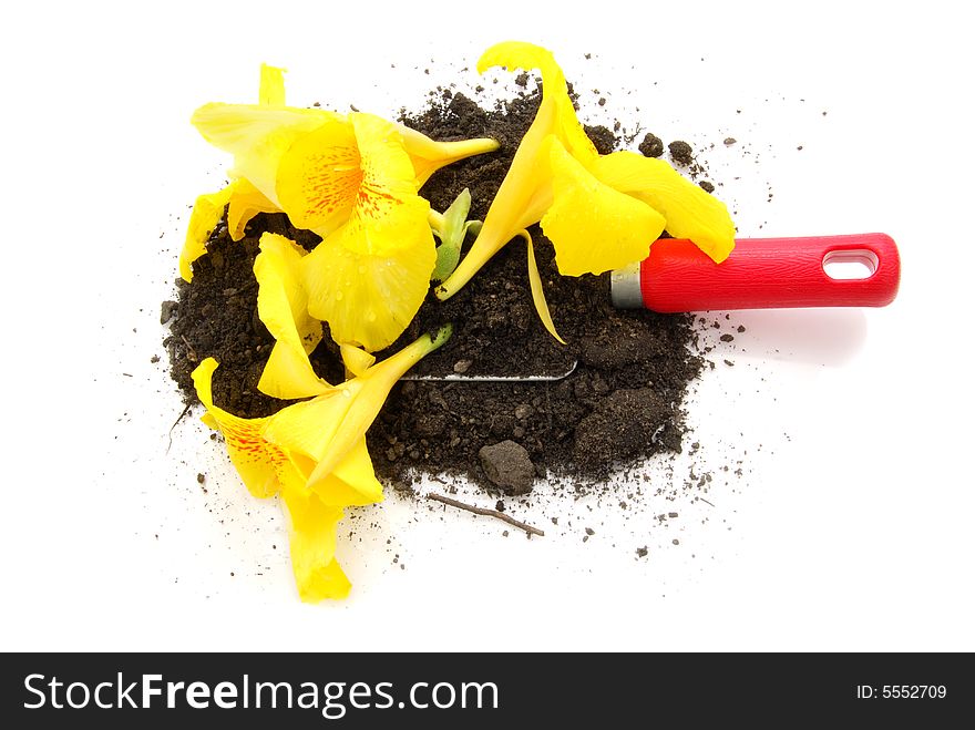 Yellow flowers ,trowel and soil. Yellow flowers ,trowel and soil