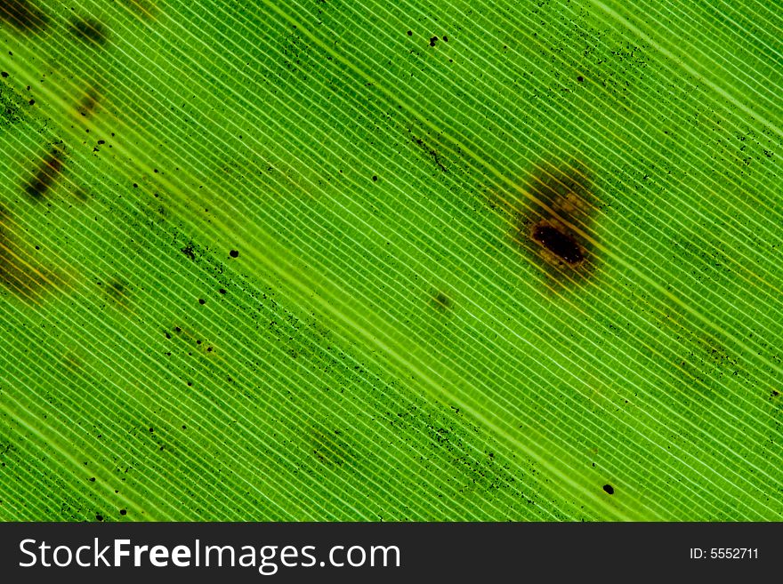 Green palm leaf texture background close up