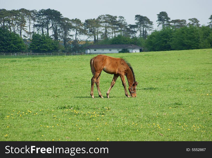 A young foal on the green grasses