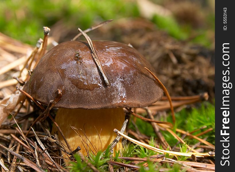 Mushroom with pine needles