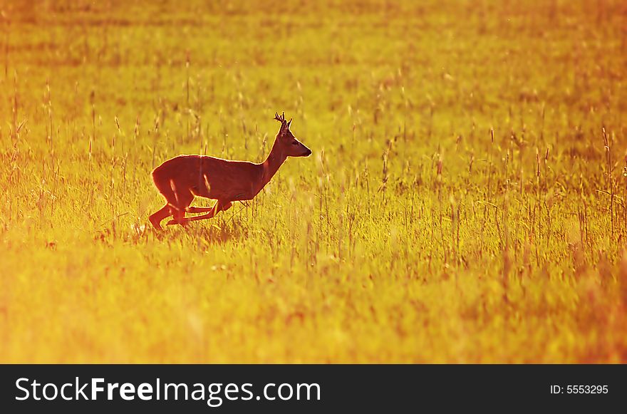 Animal Background. Roe-deer