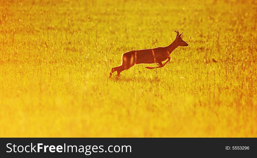 Animal background beautiful roe-deer running. With copyspace. Animal background beautiful roe-deer running. With copyspace