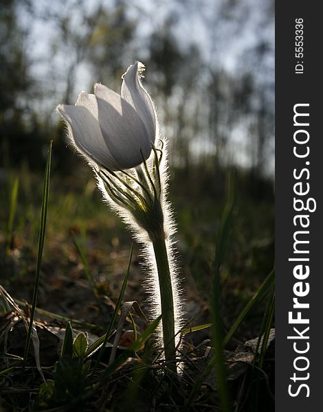 Snowdrop flower in the forest, back lighting