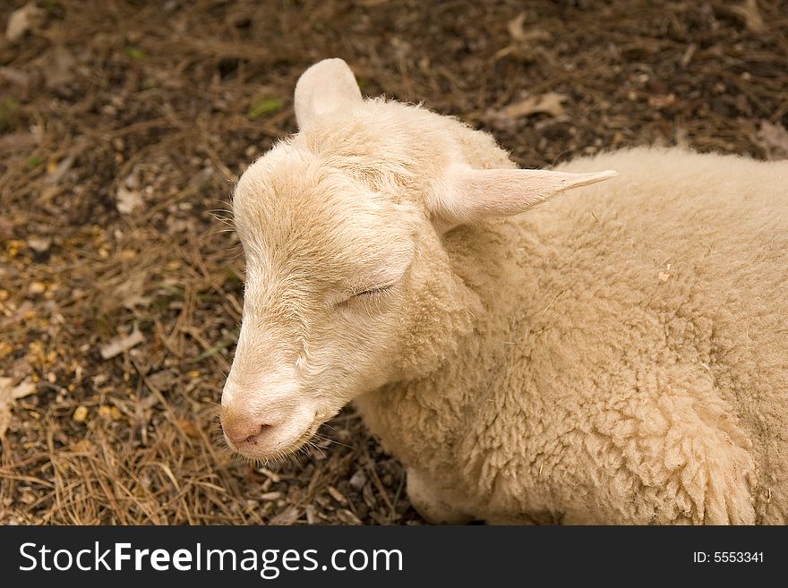 A young sheep in a pen asleep. A young sheep in a pen asleep