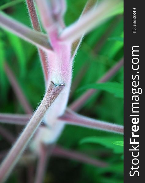 Detail of a stalk with green background. Detail of a stalk with green background