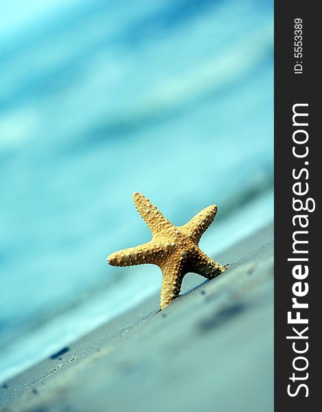 Starfish on the tropical beach